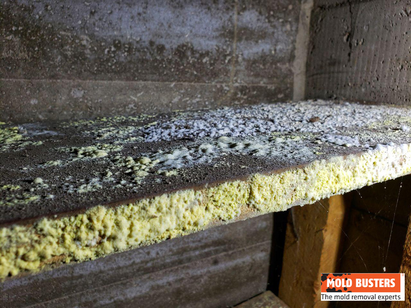 mold in cold storage room 02