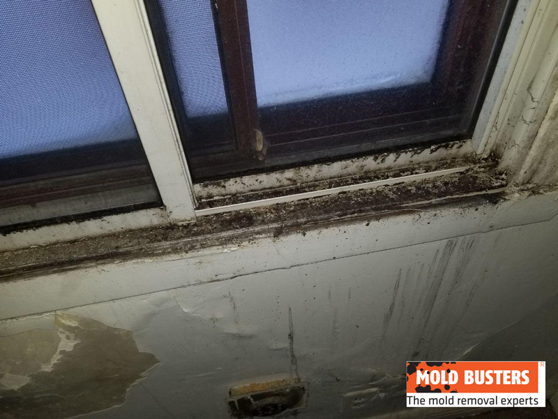 mold on kitchen windows