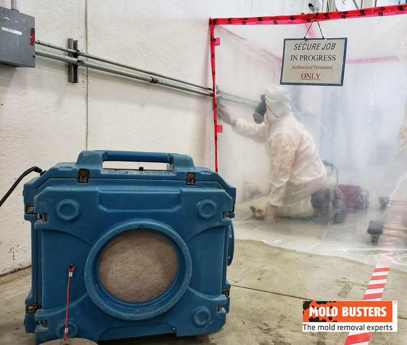 professional mold removal