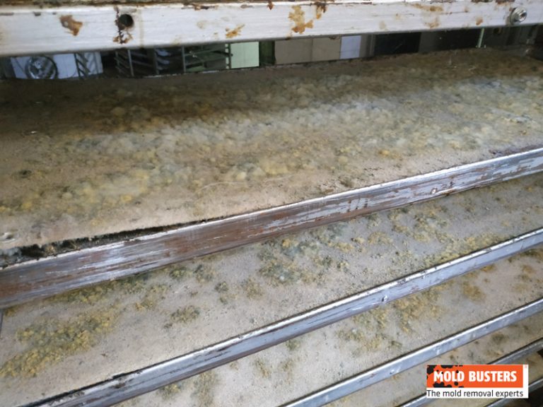 What Is Yellow Mold? How to Identify & Remove Yellow Mold