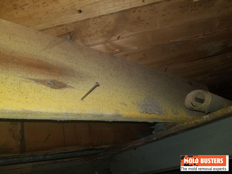 yellow mold in crawlspace