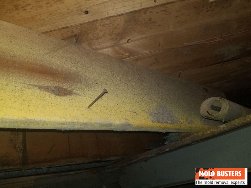 What Is Yellow Mold How To Identify Remove Yellow Mold