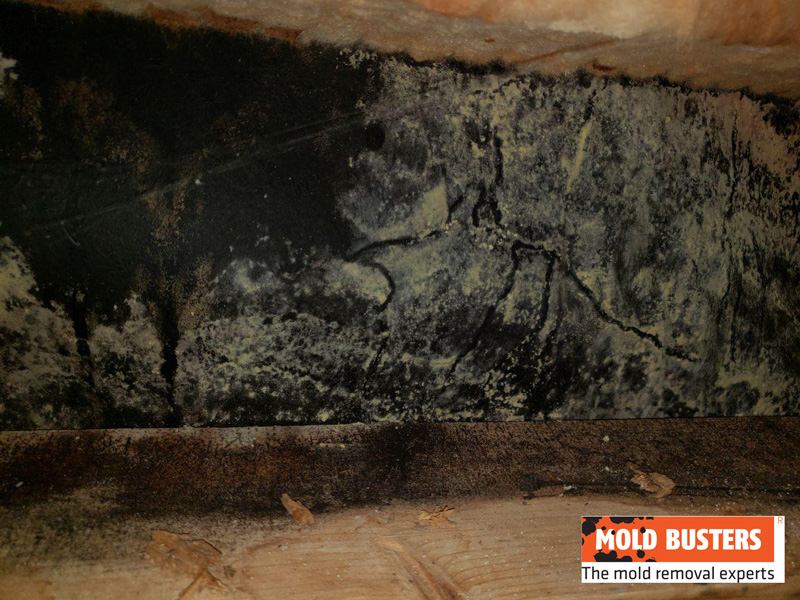 yellow mold on wood walls