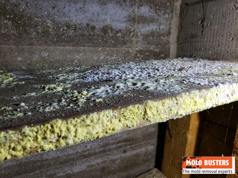 What Is Yellow Mold How To Identify