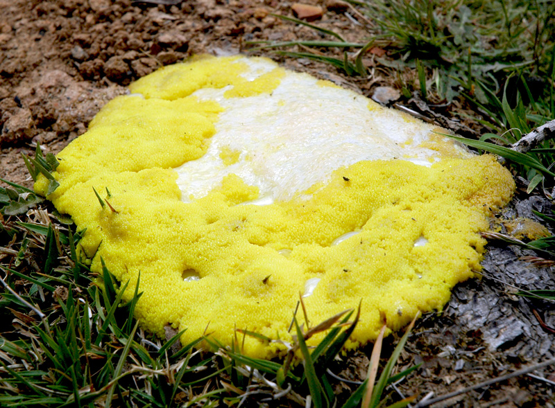 yellow slime mold