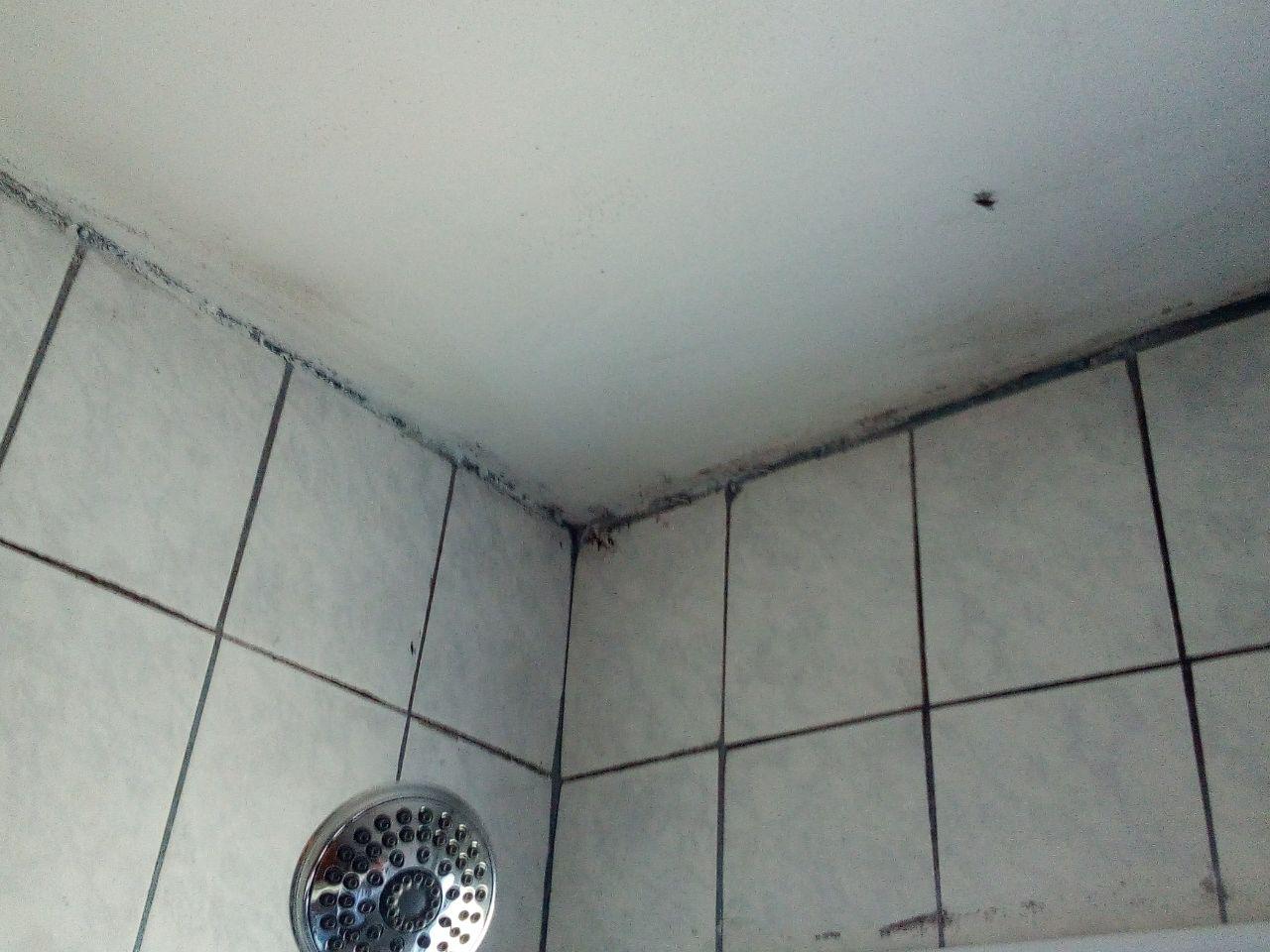 Household Mold: Leave It or Clean It?