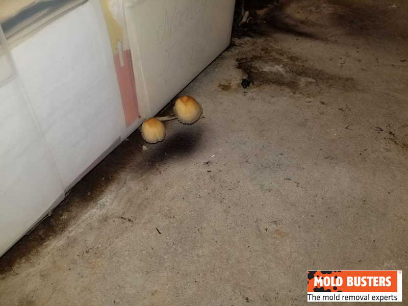 brown mold and fungus growth