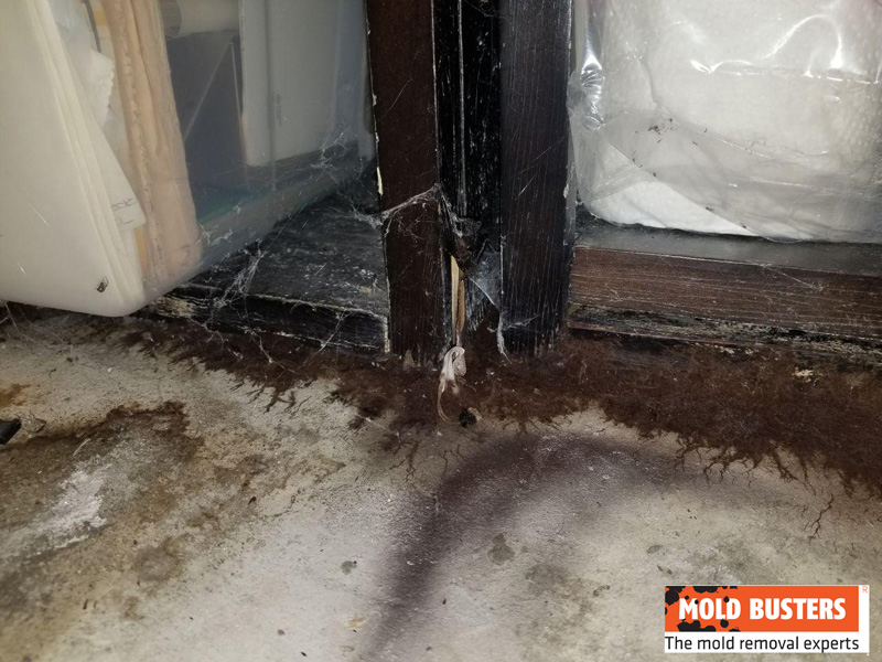 brown mold and wood rot