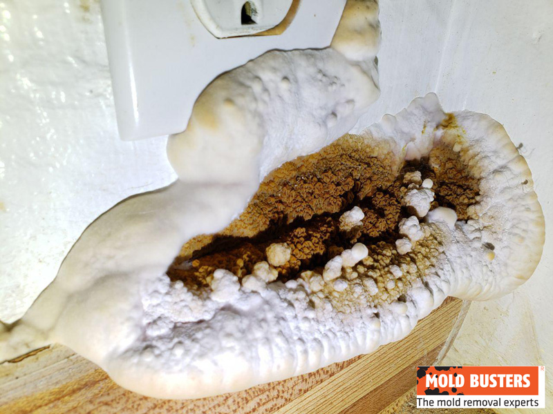 brown mold fungus