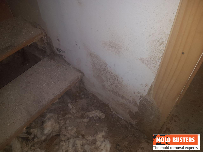 brown mold growth in damp place