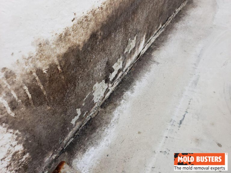 What Is Brown Mold & What Causes It? Is Brown Mold Safe?