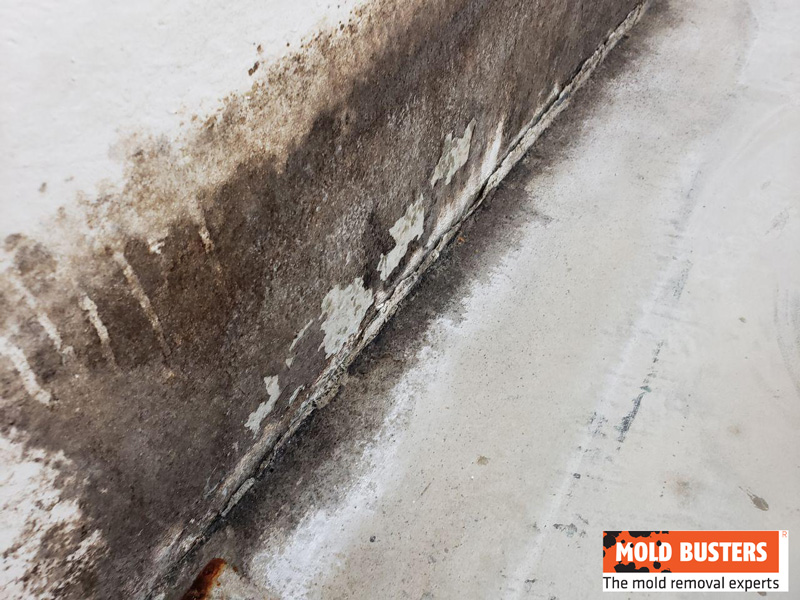 brown mold on wall