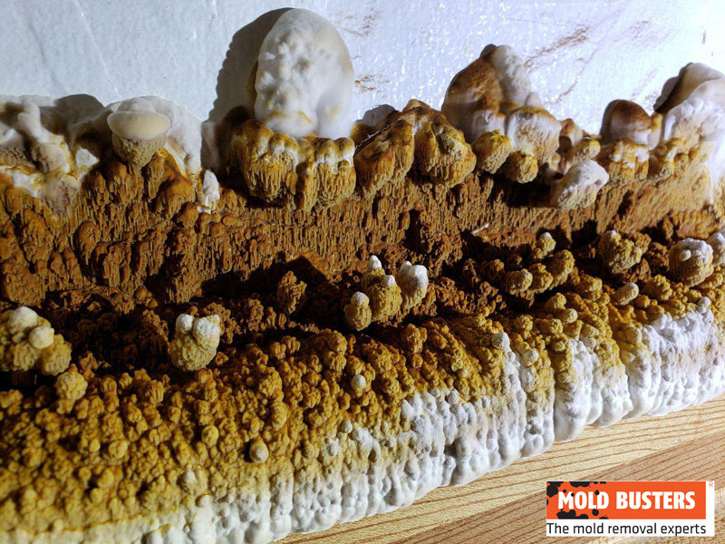 brown mold