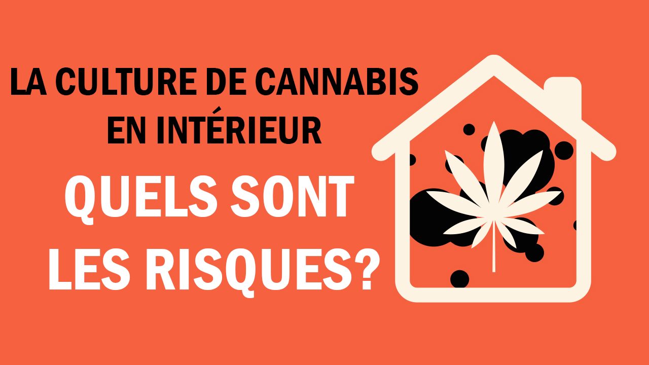 Les risques liés à la culture de marijuana dans une maison