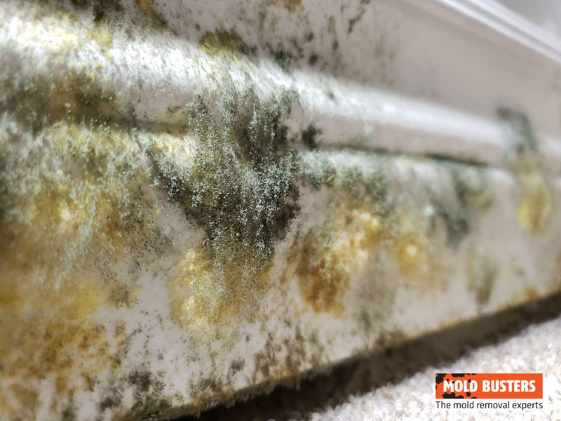 green and yellow mold