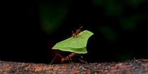 Two leaf cutter ants carrying pieces of leaves