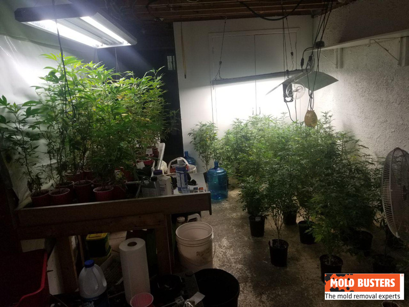 marijuana plants in basement