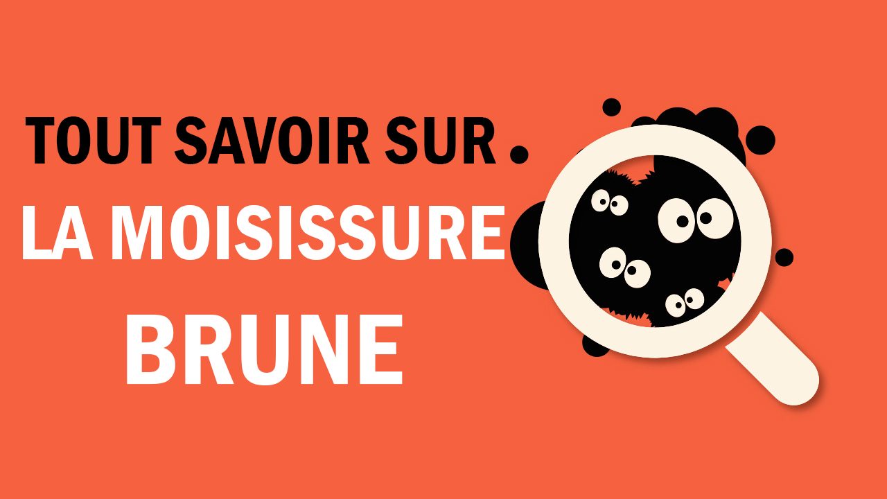 identification de la moisissure brune
