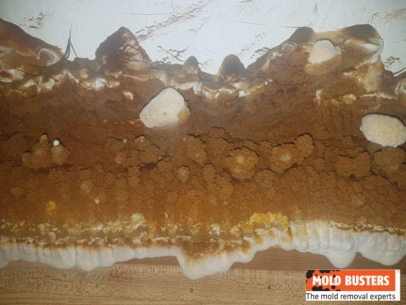toxic brown mold