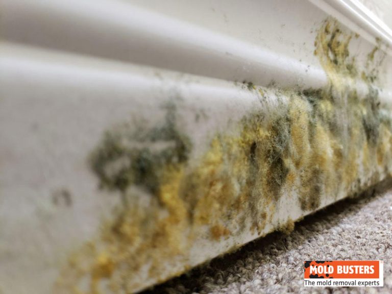 What Is Yellow Mold? How to Identify & Remove Yellow Mold
