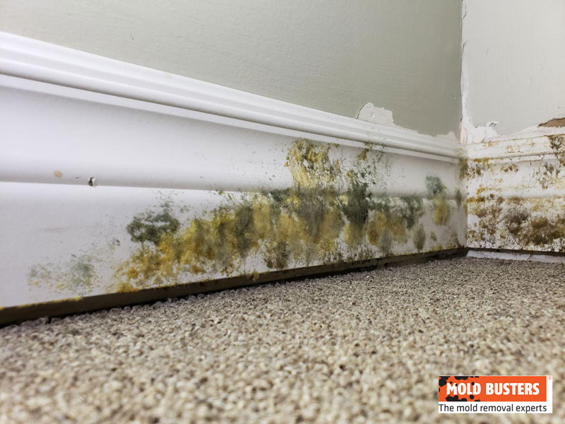yellow and green mold on wall