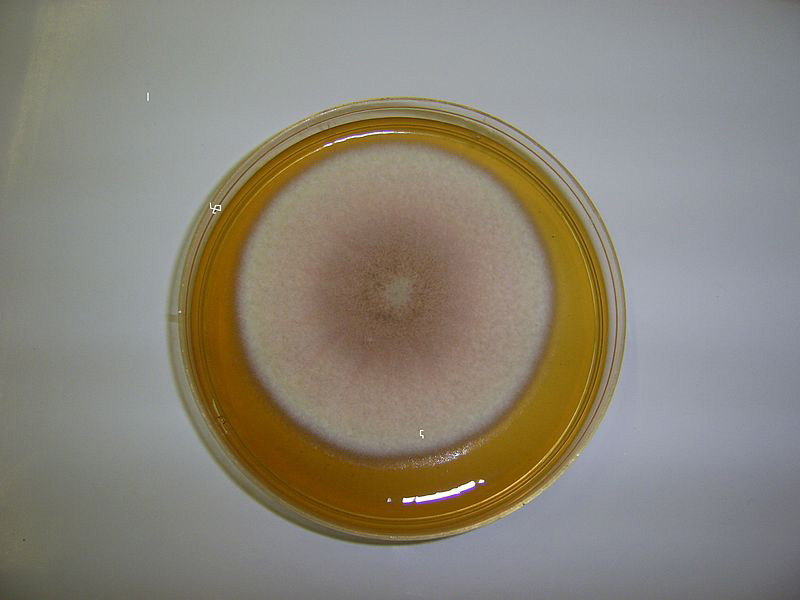 Fungus Paecilomyces