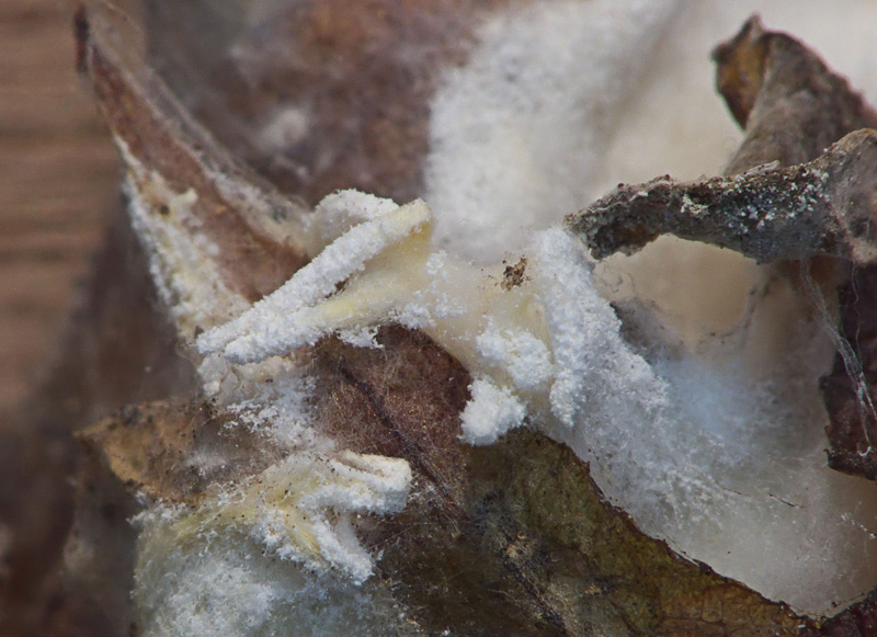 Paecilomyces farinosus