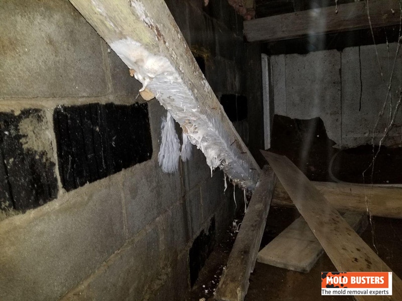 dry rot on joist