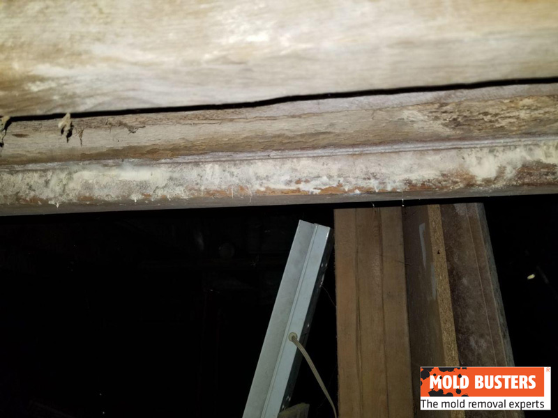 fungal growth on joists