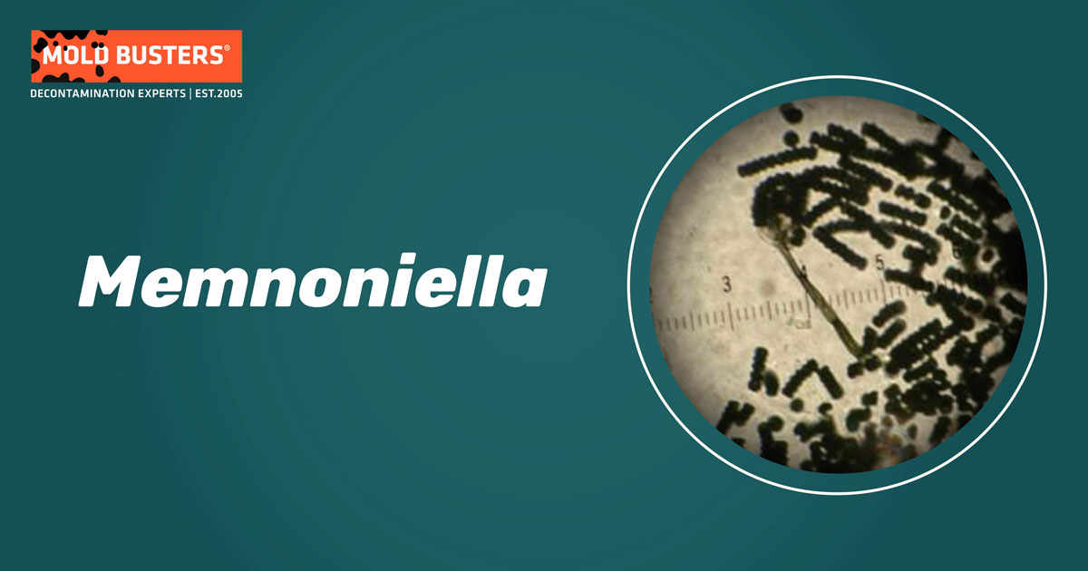 memnoniella mold