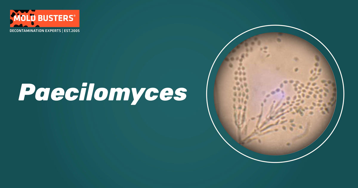 Paecilomyces Paecilomyces