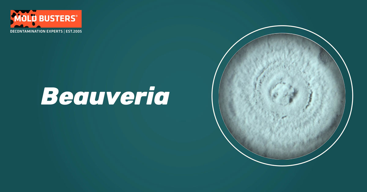 Beauveria Beauveria