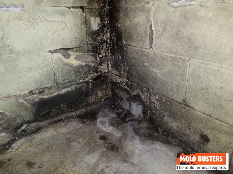 black mold in basement