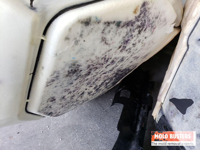 black mold in car