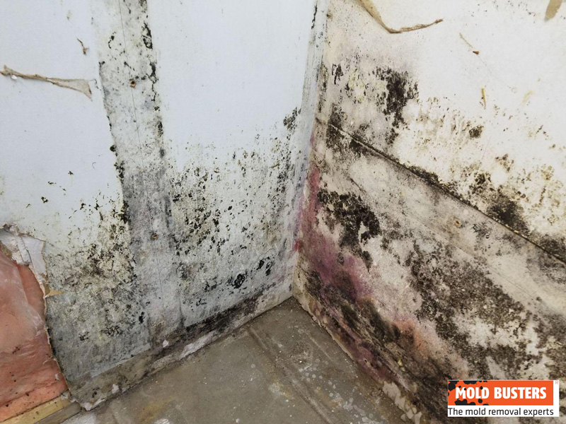 black mold on walls grows fast