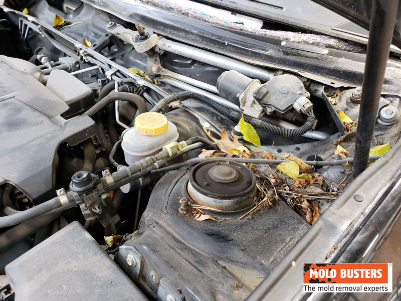 Pourriture, mousse et champignons : une voiture en décomposition découverte  dans un parking à Lyon