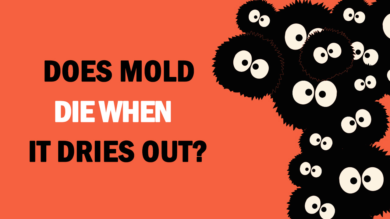 Does Mold Die When it Dries Out?