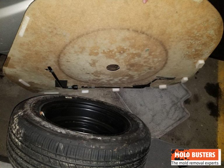 Car Mold Professional Car Mold Removal Services