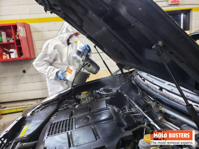 Car Mold Professional Car Mold Removal Services