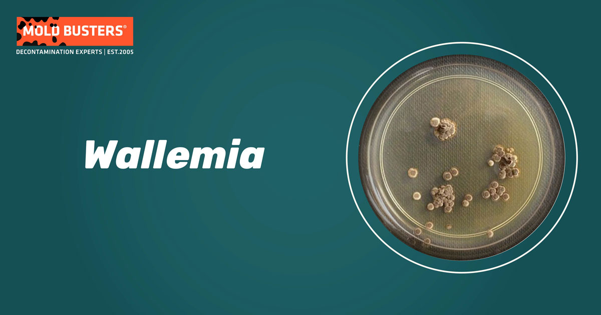 Wallemia Wallemia
