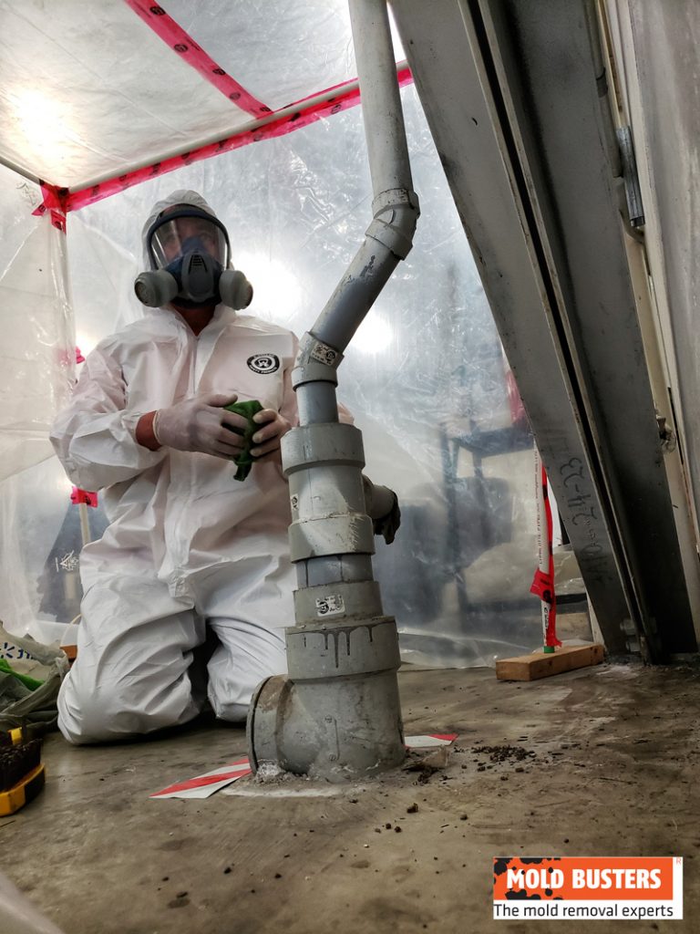 Professional and Certified Mold Removal Services Mold Busters