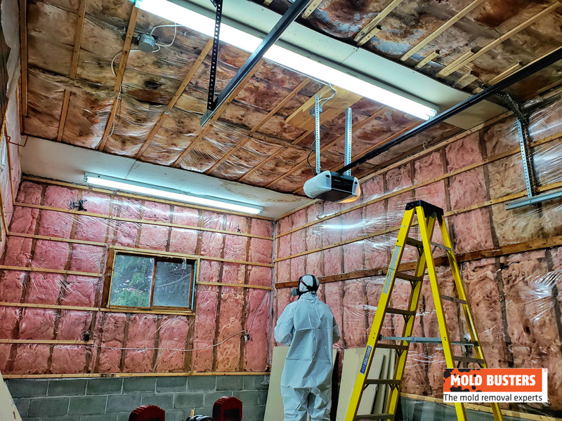 Mold Remediation Technician Assessing The Scene