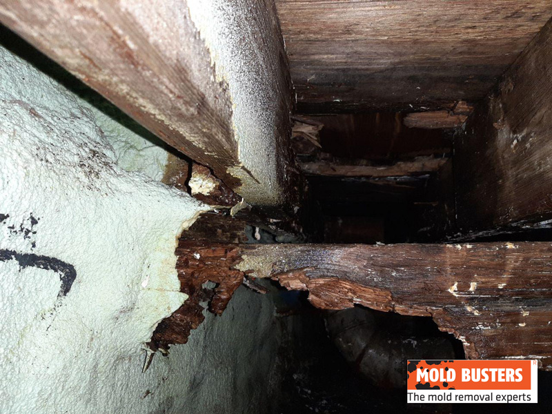 damage done by dry rot on main supportive joist after remediation