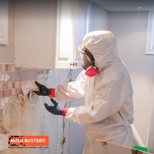 bathroom mold removal