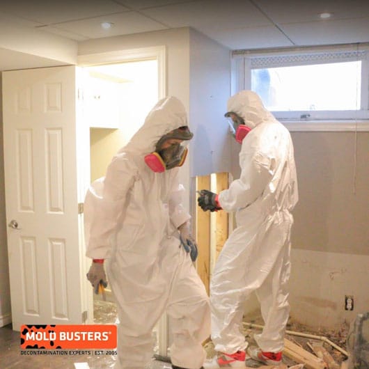 mold removal