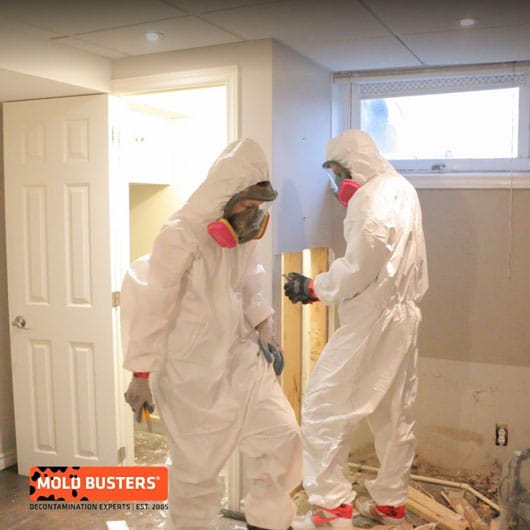 mold removal