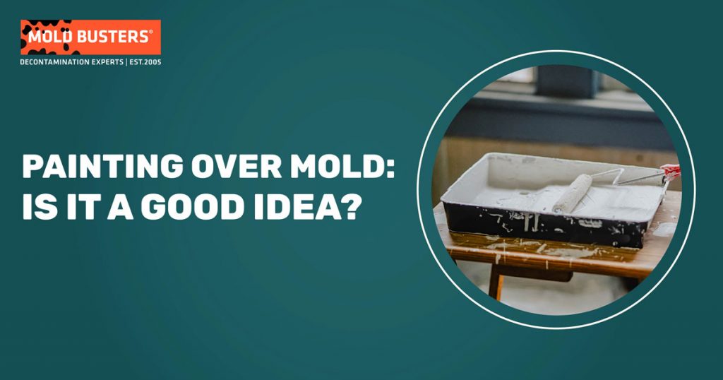 Painting Over Mold Is It a Good Idea? Mold Busters