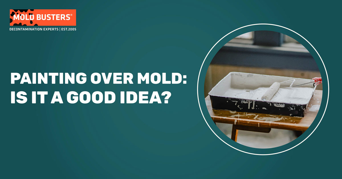 Painting Over Mold: Is It a Good Idea?