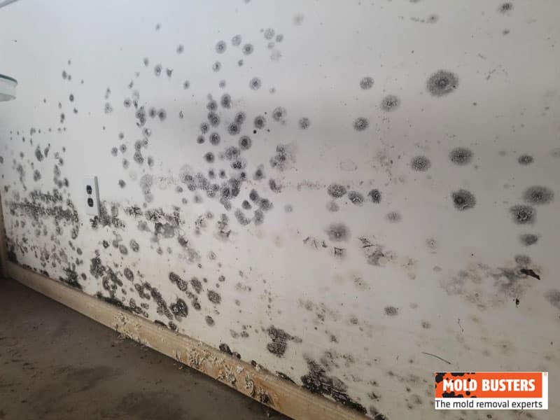 what happens if you paint over mold