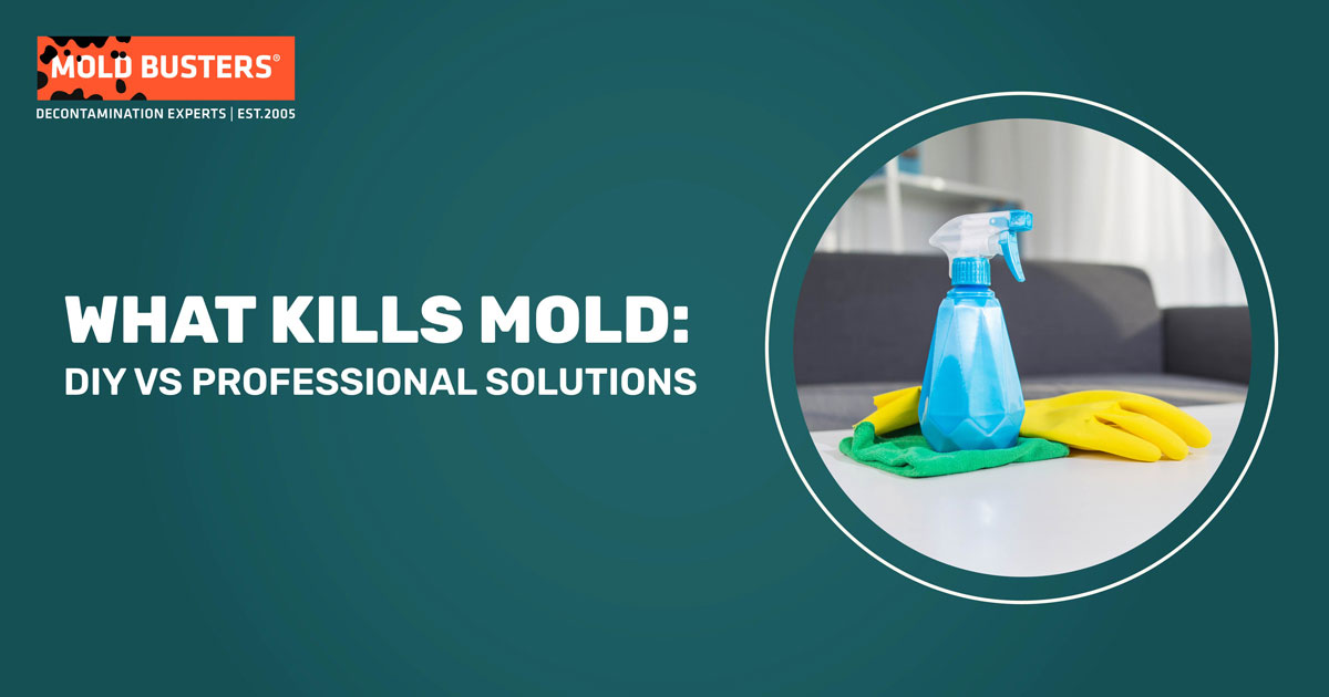 What Kills Mold: DIY vs Professional Solutions